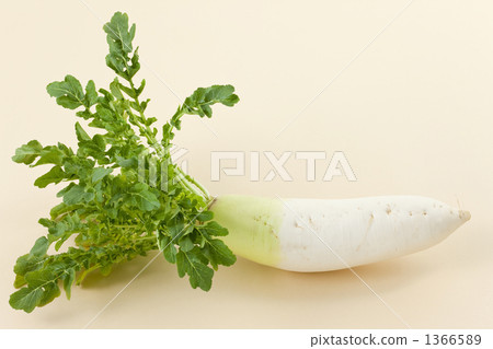 葉蘿蔔 葉蘿蔔 1366589