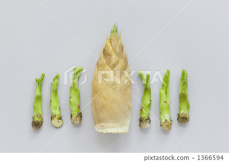 Bamboo shoots with bamboo shoots Bamboo shoots with bamboo shoots 1366594