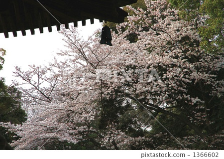 Mitsuji-ji Temple Mitsuji-ji Temple 1366602