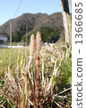 Horsetail 1366685
