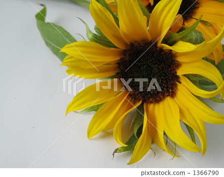 Sunflower 1366790