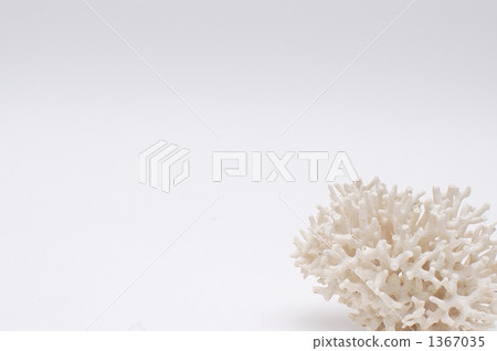 destruction of nature, bleaching, albinism 1367035