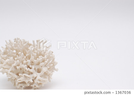 destruction of nature, bleaching, albinism 1367036