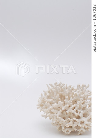 coral, destruction of nature, bleaching 1367038