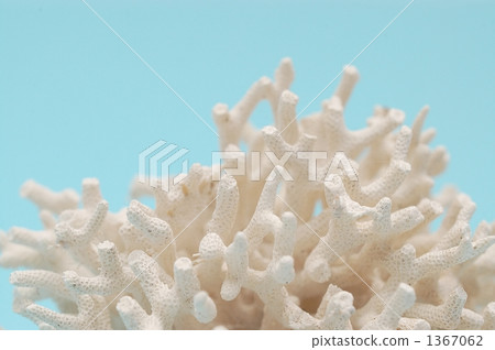 珊瑚 破壞自然 漂白 1367062