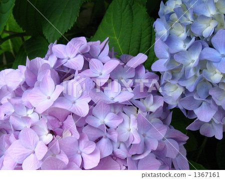 Hydrangea flower Hydrangea flower 1367161