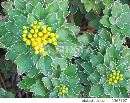 Isogic flowers Isogic flowers 1367167