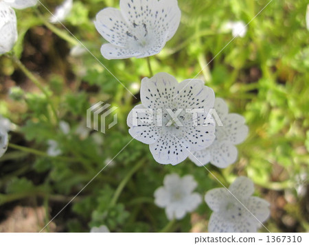 Nemophila 1367310
