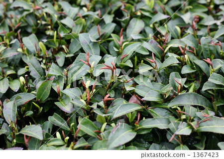 茶霜最大的破壞 茶霜最大的破壞 1367423