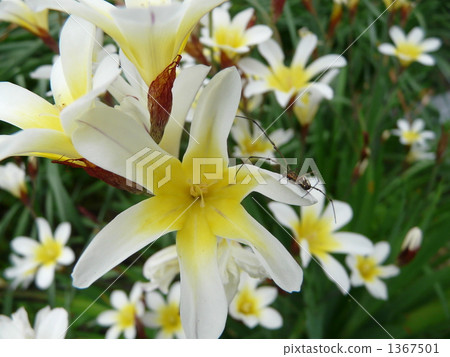 Tritonia and a spider 1367501