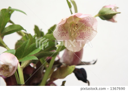 聖誕節玫瑰 1367690