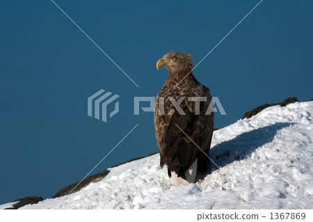 White-tailed eagle at Rishiri Island 1367869