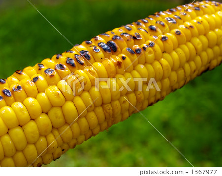 grilled corn on the cob, corn, maize 1367977