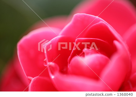 開始開花 1368040