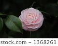 山茶花 日本山茶 花朵 1368261