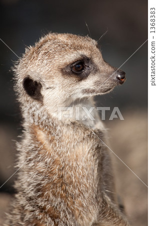 貓鼬起來 1368383