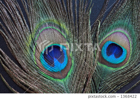 Peacock feathers 1368422