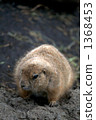 北美的草原土撥鼠 一隻小動物 上野動物園 1368453