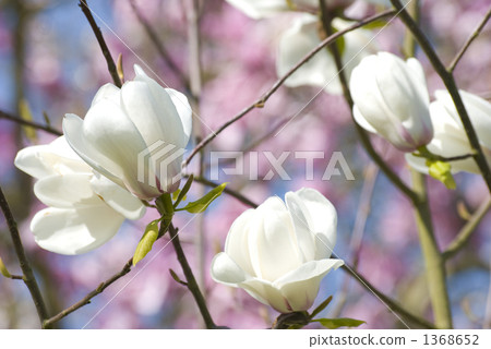 紫玉蘭 粉紅色 粉色 1368652