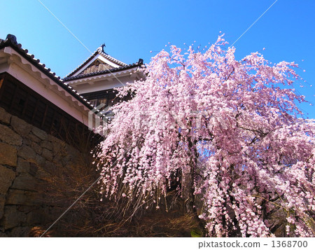 長野·上田〜上田城的櫻花 1368700