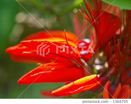 終於開花了 1368705