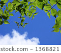 Blue sky and young leaves Blue sky and young leaves 1368821