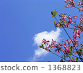 Pink dogwood Pink dogwood 1368823