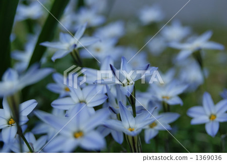 小白花 小白花 1369036