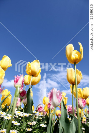 Tulip extending into the blue sky 1369086
