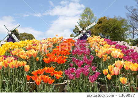 Colorful tulips 1369087