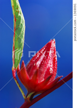 roselle, herb, herbal 1369091