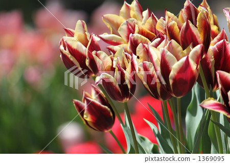 Colorful tulips 1369095
