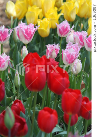 多彩鬱金香 多彩鬱金香 1369097
