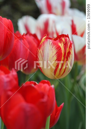Colorful tulips 1369099