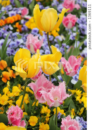 多彩鬱金香 1369111
