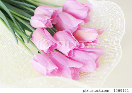 鬱金香 室內照片曝光 切花 1369121