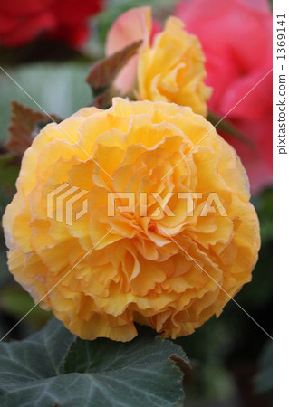 Yellow bulb Begonia Yellow bulb Begonia 1369141