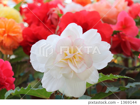 White bulbs Begonia 1369144