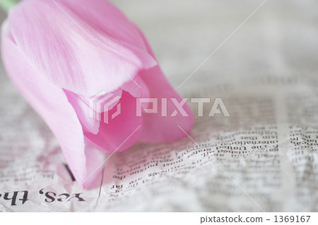 鬱金香 室內照片曝光 英文報紙 1369167