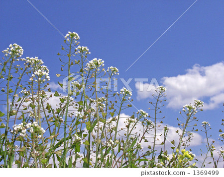 藍天和azuana雲彩和花 藍天和azuana雲彩和花 1369499