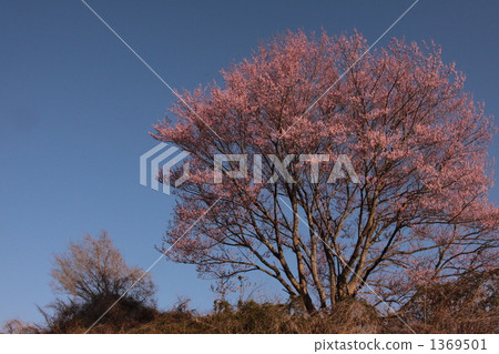 one cherry tree 1369501