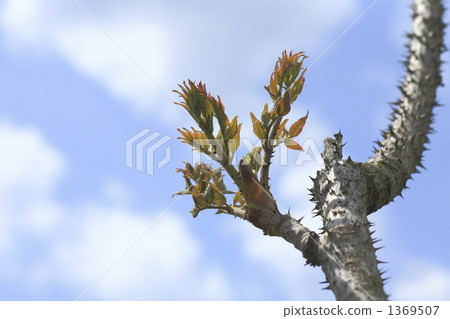 devil's walking stick, japanese angelictree, tarabo 1369507