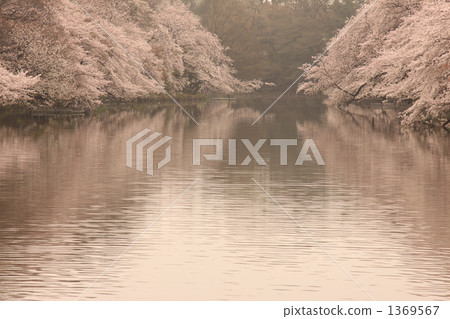 吉野櫻花 井之頭公園 1369567