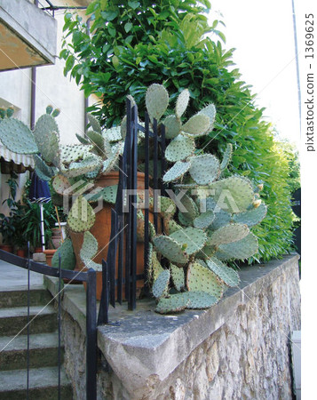A cactus of a certain private house that I saw in Italy A cactus of a certain private house that I saw in Italy 1369625