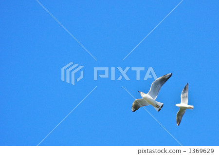 A pair of seagulls A pair of seagulls 1369629