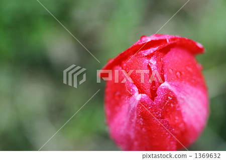 Tulip Tulip 1369632