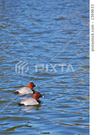 紅頭潛鴨 1369633
