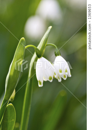 Suzuran Narcissus 1369653