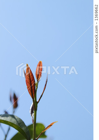 檸檬豆芽 檸檬豆芽 1369662