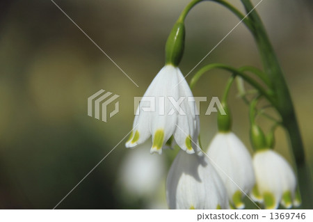 Suzuran Narcissus I Suzuran Narcissus I 1369746